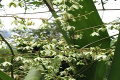 Furcraea foetida